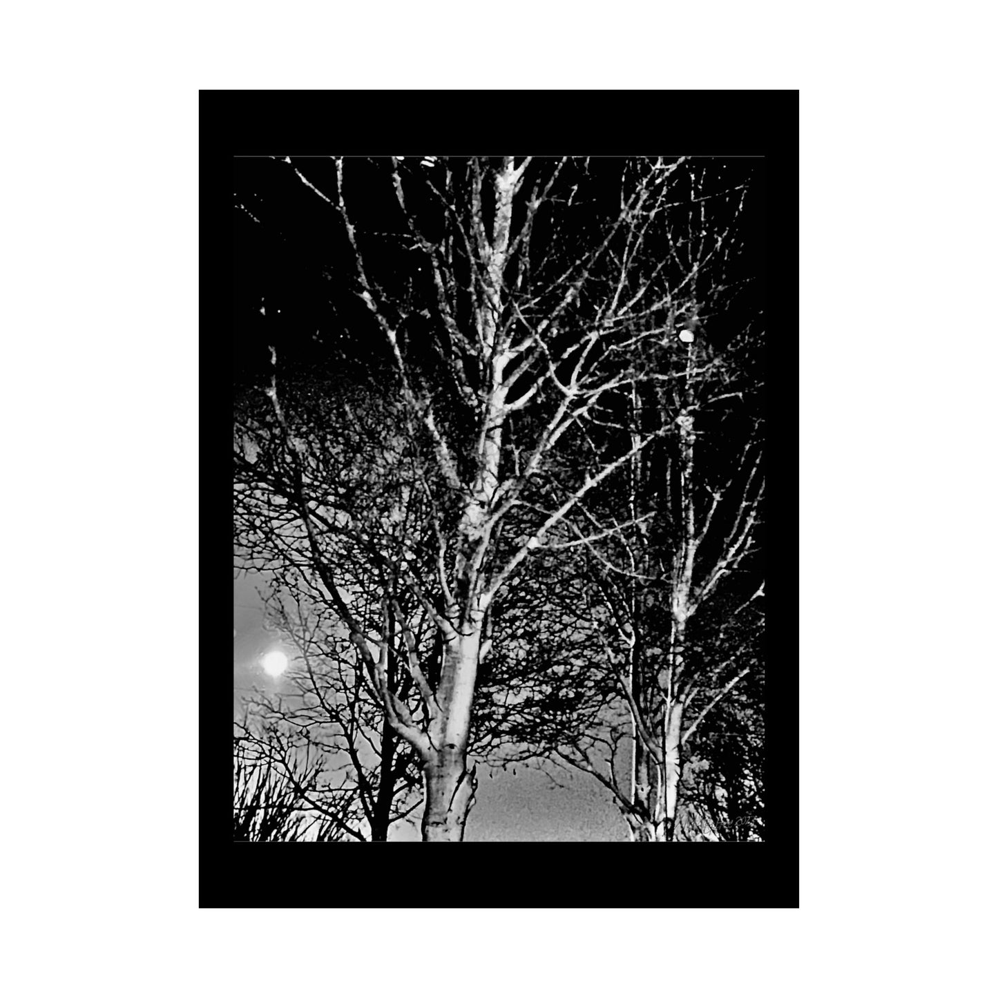 Worm Moon Night Tree Matte Vertical Poster, Black and White, Wall Art, Photo, Artwork, Decor, Gift, Nature, Halloween, Dark