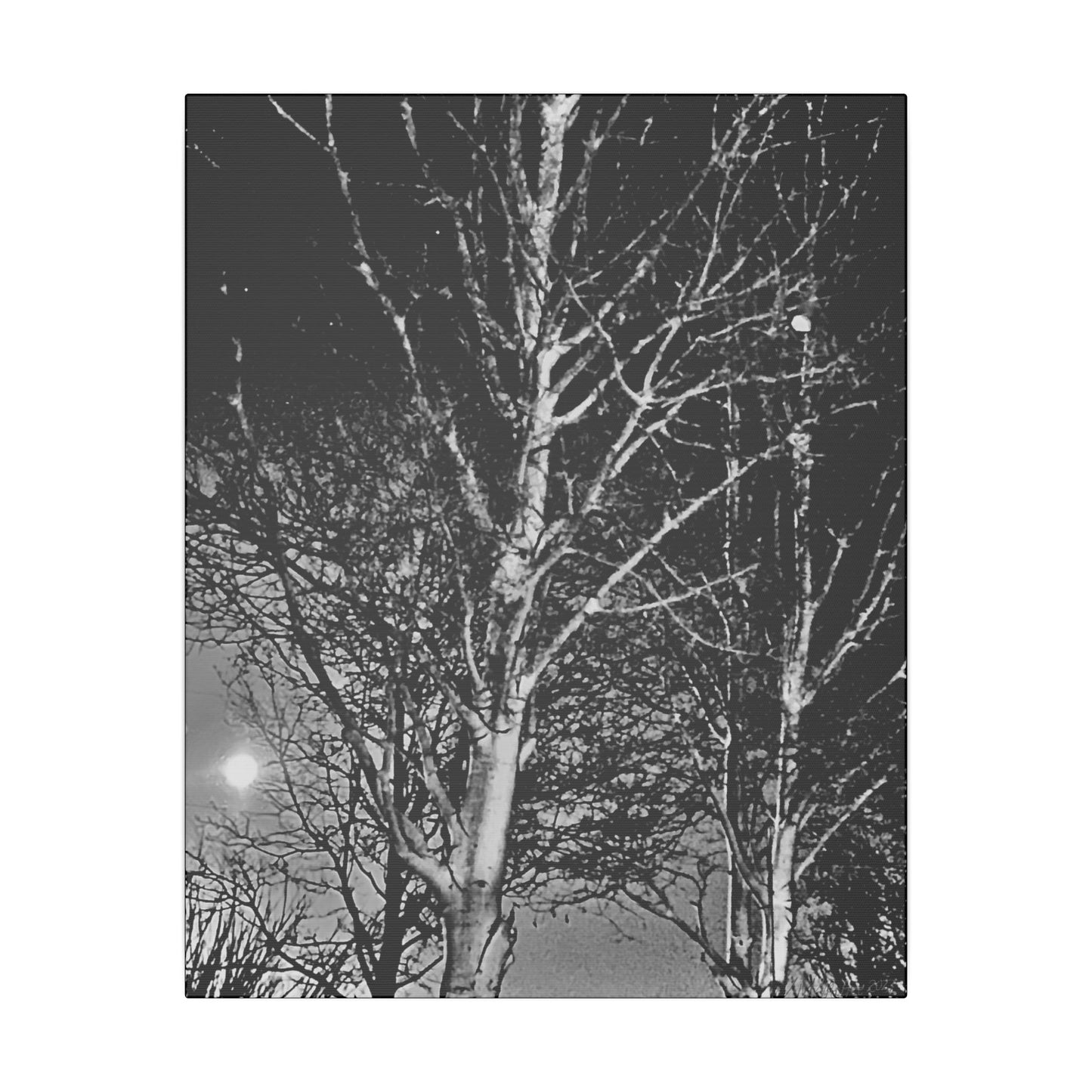 Canvas Wrap Worm Moon, Night Tree, Dark, Moon, Black and White, Photo, Artwork, Wall Art, Decor, Nature, Halloween, Gift, Eco, Matte Canvas